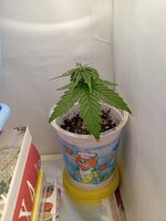 42 дн_6 нд (3).jpg 42 дн_6 нд (3).jpg