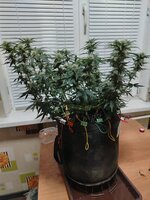 IMG_20251219_184331.jpg IMG_20251219_184331.jpg