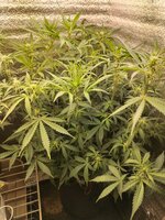 IMG_20251220_151343.jpg IMG_20251220_151343.jpg