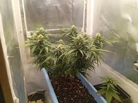 49 дн_7 нд (1).jpg