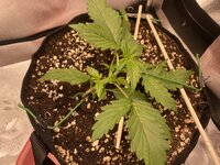 IMG_1997.jpeg IMG_1997.jpeg