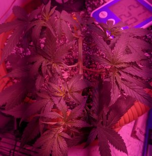 IMG_20220524_002109 — копия.jpg