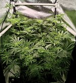 Day 54 (26.12) (2).jpg