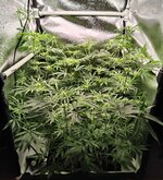 Day 56 (28.12) (2).jpg