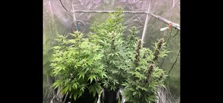 Screenshot_20260130_210953_Gallery.jpg Screenshot_20260130_210953_Gallery.jpg