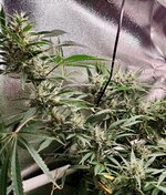 Day 92 (2.02) (3).jpg