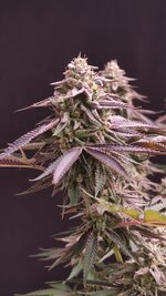 2026-02-16 08-28-50.JPG