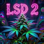 Размывая Границы Реальности