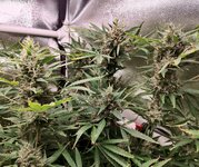 Day 113 (23.02).jpg (2).jpg