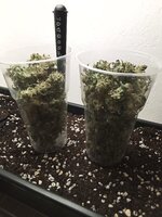 Sugar Black Rose Early Version