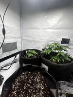 приятный бонус от команды Семяныча