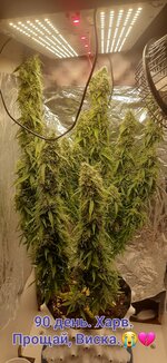 Кустик по имени Виска. Режим света 6/2.