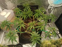 Бесплатная Калифорнийская Семка