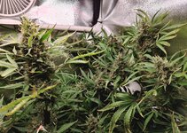 DAY 124 06.03.jpg (3).jpg