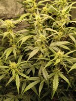 Две подружки убивашки,или приключения инвалида в мире грова часть вторая