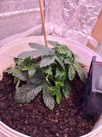 Начинаю свой путь!