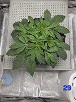 Chita-Chew в кокосовом субстрате на Буйских удобрениях