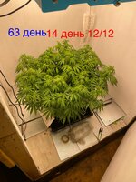 Синий папа вернулся с корпаратива 5.0