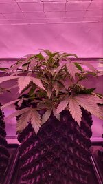 Вдох… и ты в Астрале