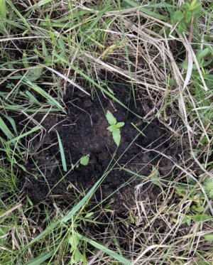 3.06.22лес 3.jpeg