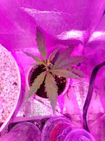 Бомбочка☘️🌲