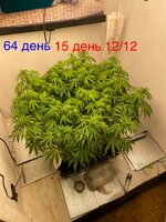 Синий папа вернулся с корпаратива 5.0