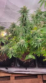 Вдох… и ты в Астрале