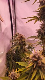 Печень после которой Радуга на душе