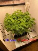 Синий папа вернулся с корпаратива 5.0