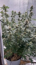 Первый опыт подъема растишки