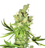 1773495629658.png 1773495629658.png