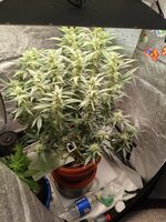 Две подружки убивашки,или приключения инвалида в мире грова часть вторая