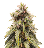 1773506064993.png 1773506064993.png