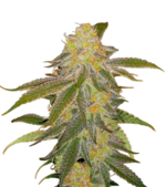 1773506069106.png 1773506069106.png