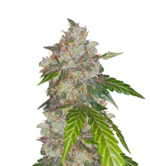 1773506073029.png 1773506073029.png