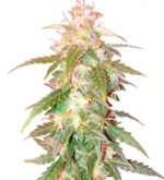 1773506077837.png 1773506077837.png