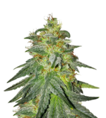 1773506081726.png 1773506081726.png