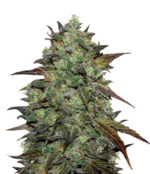 1773506085446.png 1773506085446.png