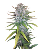 1773506089308.png 1773506089308.png