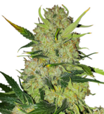 1773506095268.png 1773506095268.png