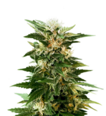 1773506099182.png 1773506099182.png