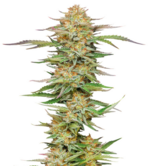 1773680853415.png 1773680853415.png