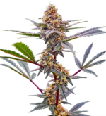 1773680860101.png 1773680860101.png