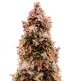 1773680871891.png 1773680871891.png