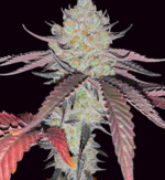 1773680878443.png 1773680878443.png