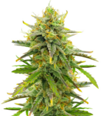 1773680898426.png 1773680898426.png