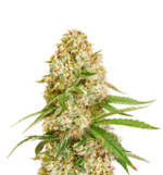 1773680908557.png 1773680908557.png