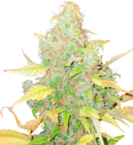 1773680913721.png 1773680913721.png