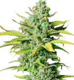 1773680925593.png 1773680925593.png