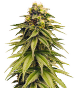 1773862118411.png 1773862118411.png